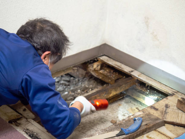 Best Home Mold Removal  in West Rancho Dominguez, CA