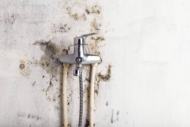 Best Mold Removal Near Me  in West Rancho Dominguez, CA