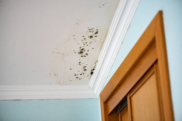 Best Residential Mold Removal  in West Rancho Dominguez, CA