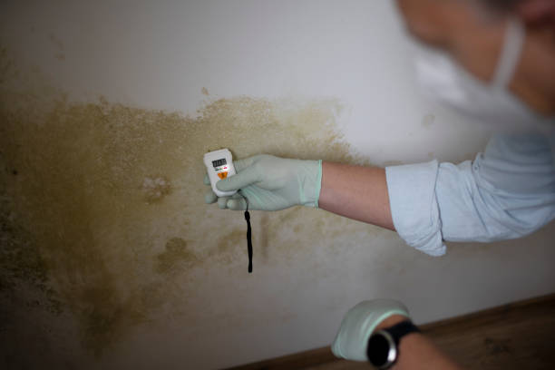 Mold Removal and Inspection in West Rancho Dominguez, CA