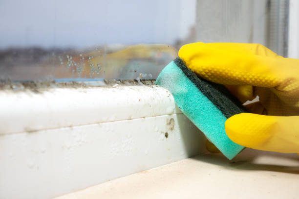 Mold Removal Process in West Rancho Dominguez, CA