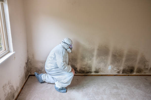Best Fast Mold Removal  in West Rancho Dominguez, CA