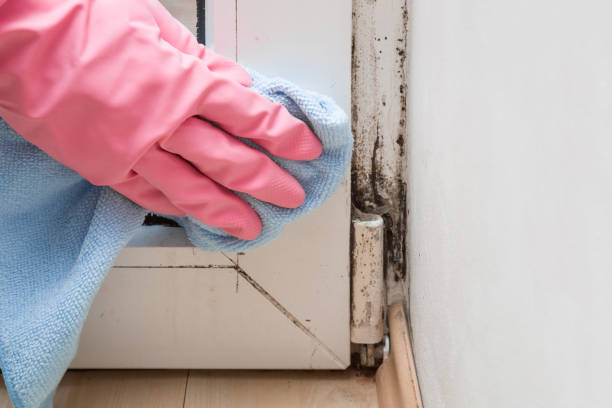 Best Toxic Mold Removal  in West Rancho Dominguez, CA