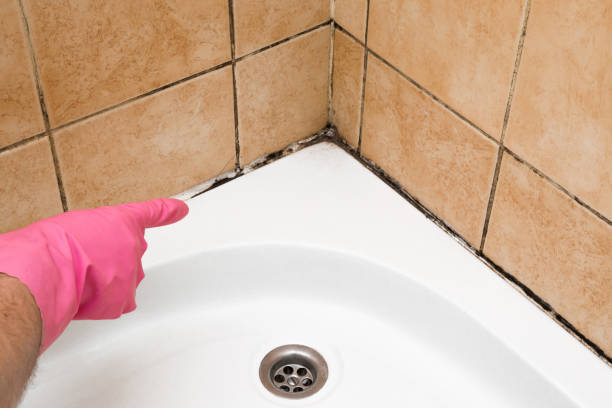Best Attic Mold Removal  in West Rancho Dominguez, CA