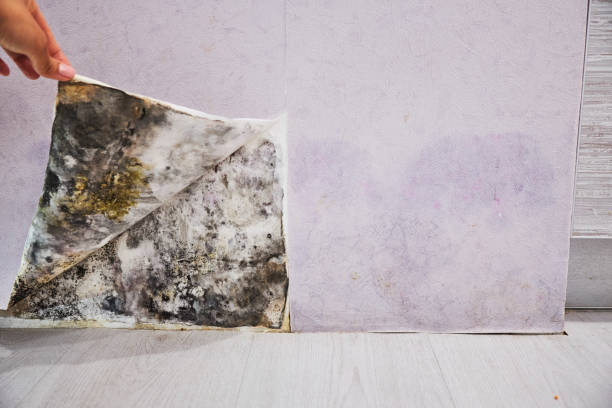 Best Emergency Mold Removal  in West Rancho Dominguez, CA